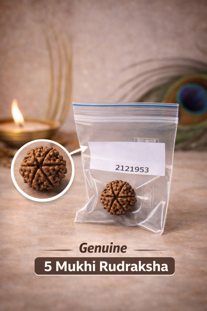 Original nepali 5 mukhi rudraksha with lab certificate