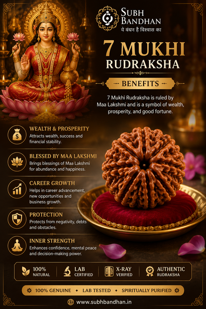 Original nepali 7 mukhi rudraksha with lab certificate