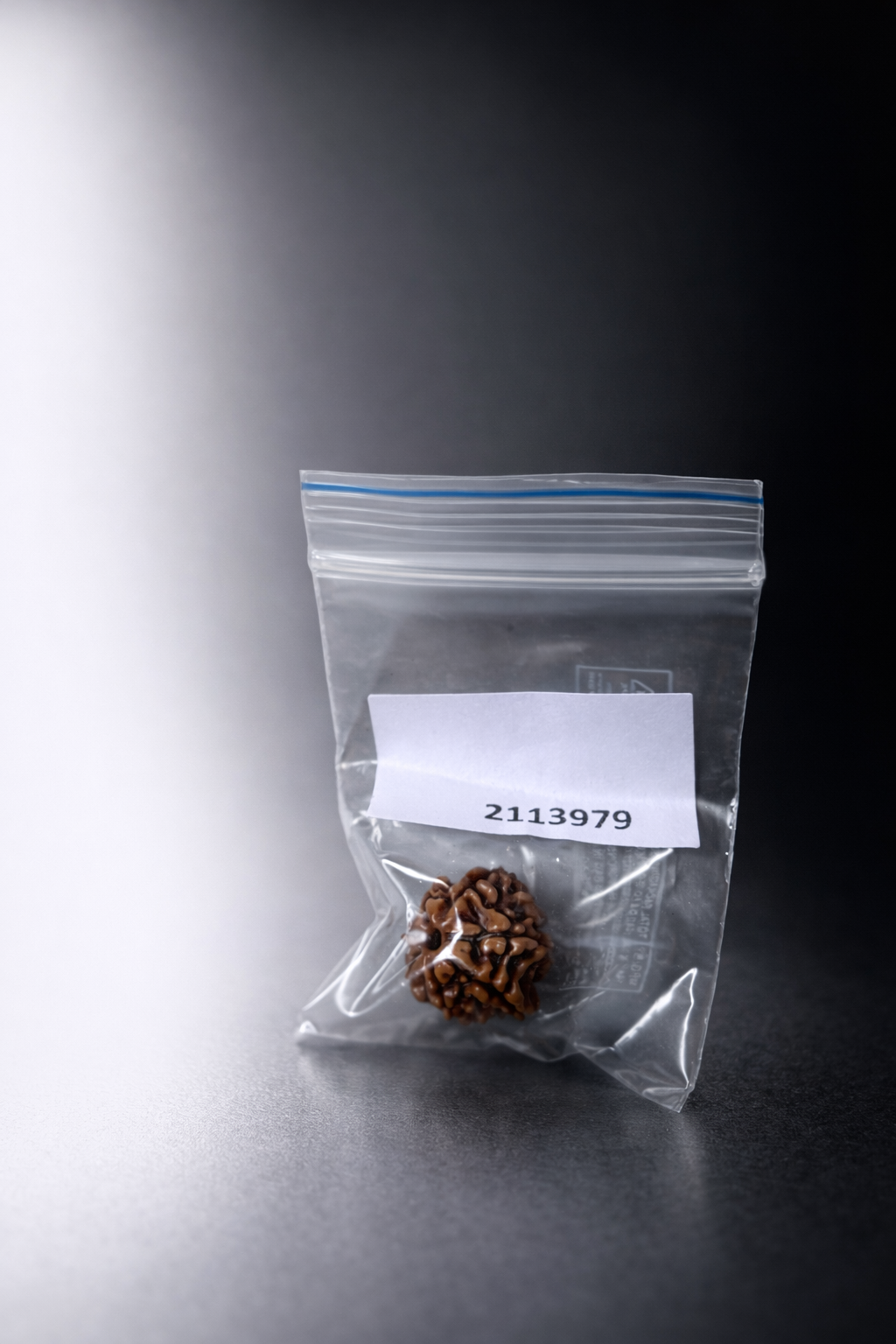 Original nepali 5 mukhi rudraksha with lab certificate