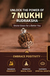 Original nepali 7 mukhi rudraksha locket (Lab certified)