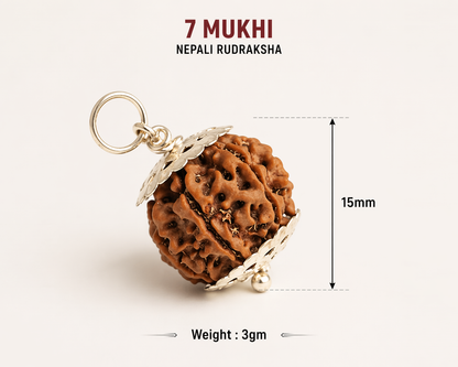 Original nepali 7 mukhi rudraksha locket (Lab certified)